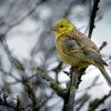 Strnad obecny - Emberiza citrinella - Yellowhammer 5318